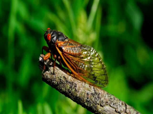 Cicada sitting on a tree branch. 