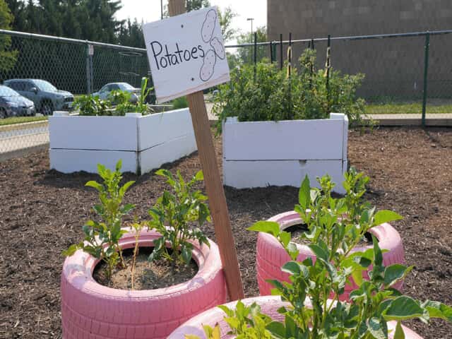 Potatoes are among the variety of produce planted at DMIS's Discovery Garden. 